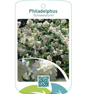 Philadelphus ‘Schneesturm’
