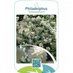 Philadelphus ‘Schneesturm’