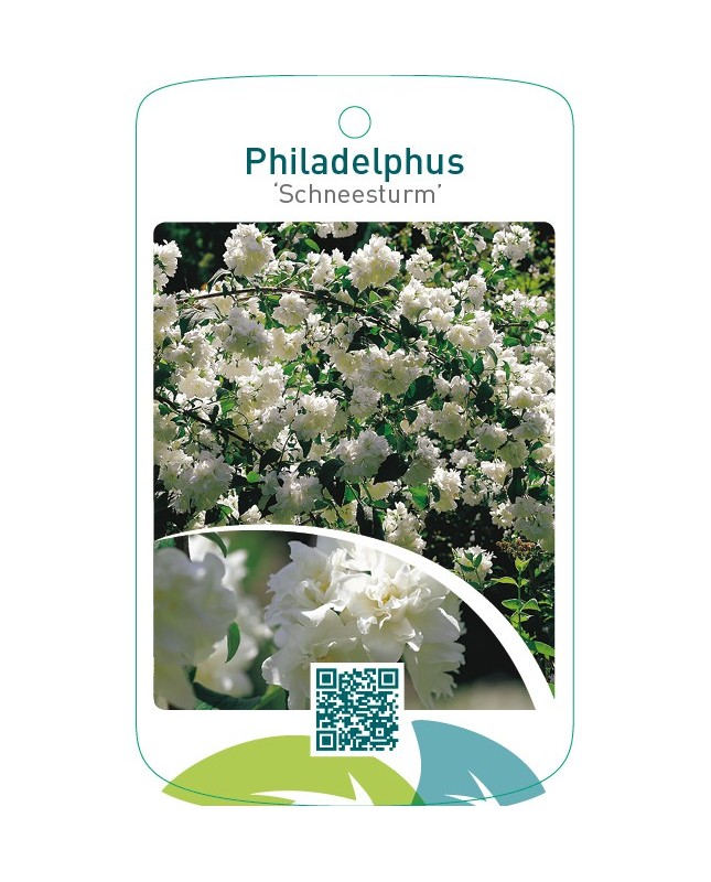 Philadelphus ‘Schneesturm’