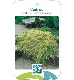 Cedrus deodora ‘Golden Horizon’