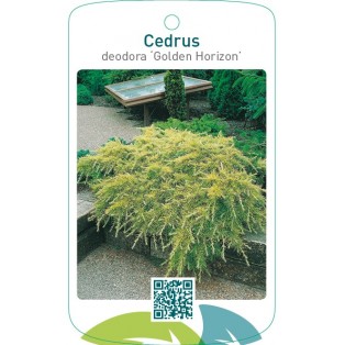 Cedrus deodora ‘Golden Horizon’