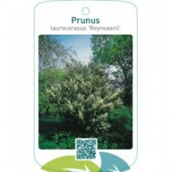 Prunus laurocerasus ‘Reynvaanii’