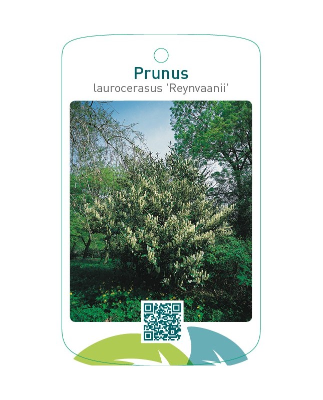 Prunus laurocerasus ‘Reynvaanii’
