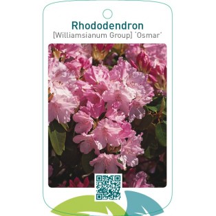 Rhododendron [Williamsianum Group] ‘Osmar’