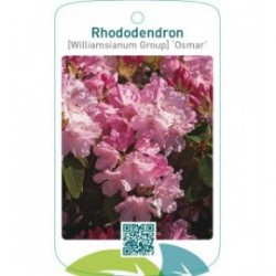 Rhododendron [Williamsianum Group] ‘Osmar’