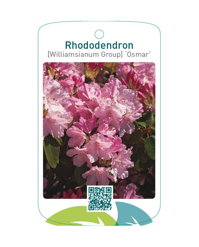 Rhododendron [Williamsianum Group] ‘Osmar’