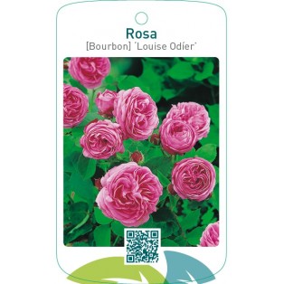 Rosa [Bourbon] ‘Louise Odíer’
