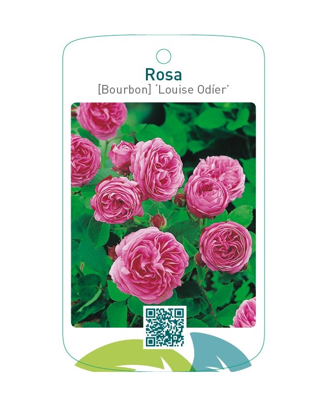 Rosa [Bourbon] ‘Louise Odíer’