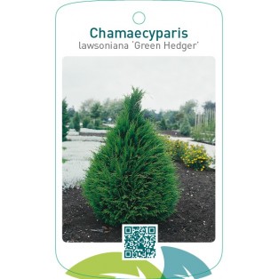 Chamaecyparis lawsoniana ‘Green Hedger’