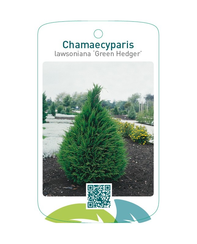 Chamaecyparis lawsoniana ‘Green Hedger’
