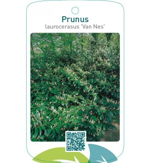 Prunus laurocerasus ‘Van Nes’