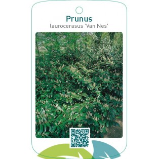 Prunus laurocerasus ‘Van Nes’