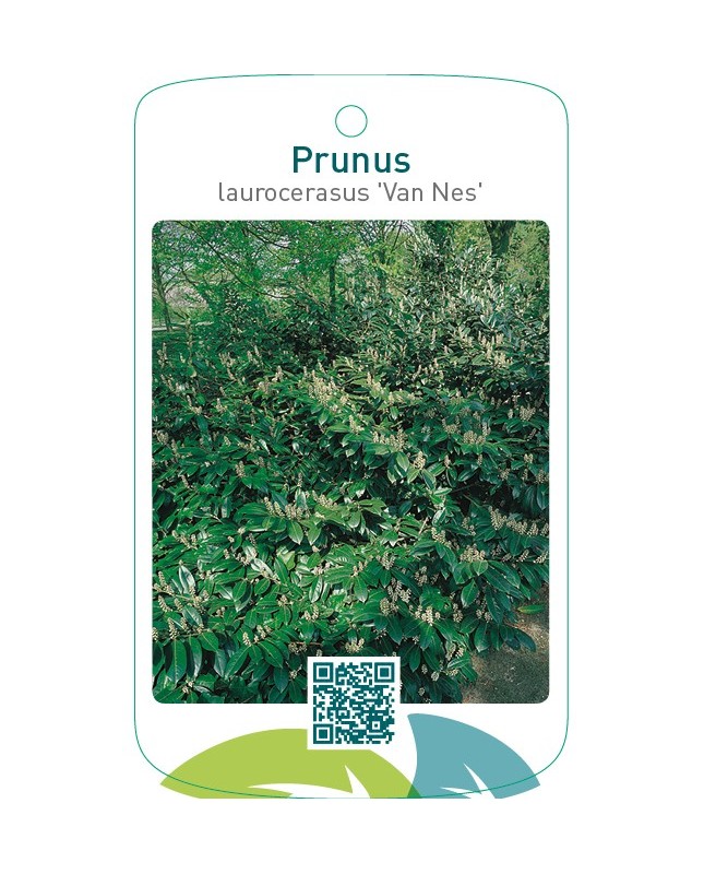 Prunus laurocerasus ‘Van Nes’