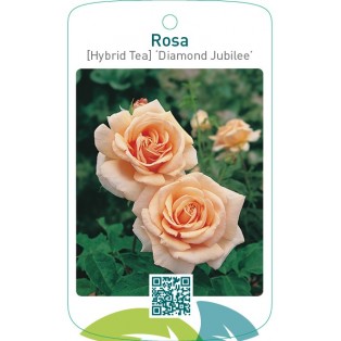 Rosa [Hybrid Tea] ‘Diamond Jubilee’
