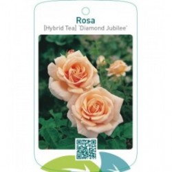 Rosa [Hybrid Tea] ‘Diamond Jubilee’