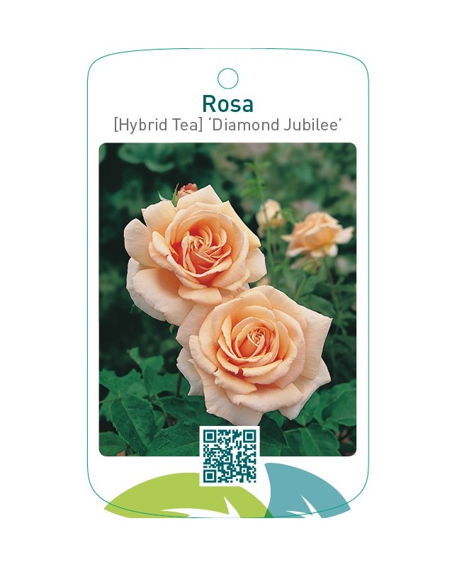 Rosa [Hybrid Tea] ‘Diamond Jubilee’