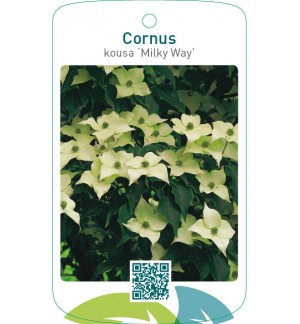 Cornus kousa ‘Milky Way’