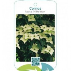 Cornus kousa ‘Milky Way’