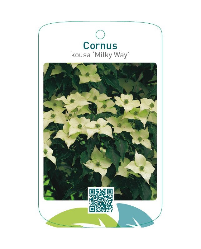 Cornus kousa ‘Milky Way’