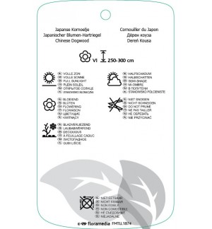 Etichette di Cornus kousa ‘Milky Way’ *