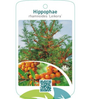Hippophae rhamnoides ‘Leikora’