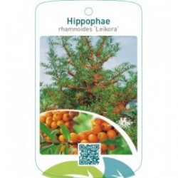 Hippophae rhamnoides ‘Leikora’