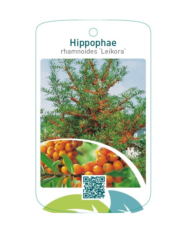 Hippophae rhamnoides ‘Leikora’