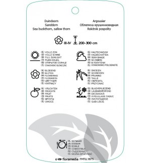 Etichette di Hippophae rhamnoidis ‘Leikora’ *