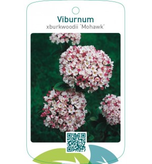 Viburnum xburkwoodii ‘Mohawk’