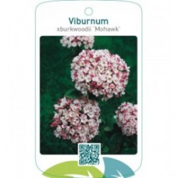 Viburnum xburkwoodii ‘Mohawk’