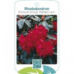 Rhododendron [Fortunei Group] ‘Halfdan Lem’