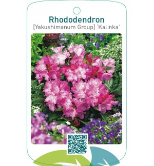 Rhododendron [Yakushimanum Group] ‘Kalinka’