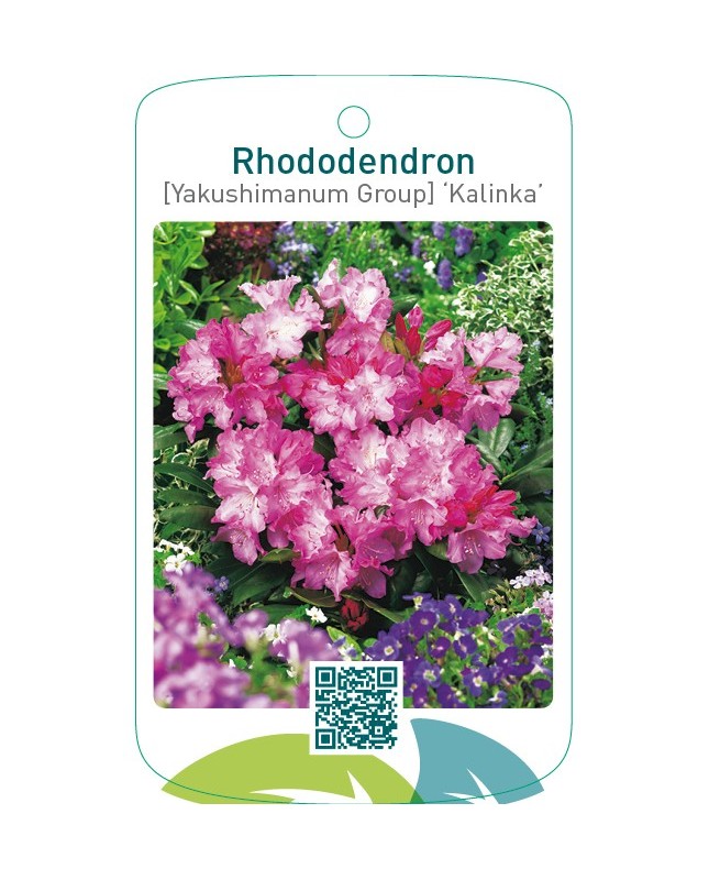 Rhododendron [Yakushimanum Group] ‘Kalinka’