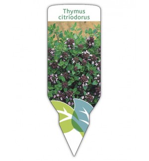 Tomillo limón