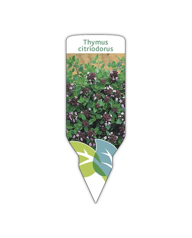 Tomillo limón