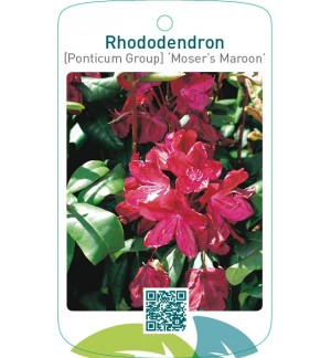 Rhododendron [Ponticum Group] ‘Moser’s Maroon’
