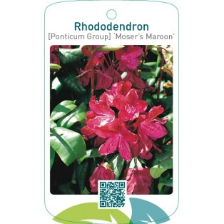 Rhododendron [Ponticum Group] ‘Moser’s Maroon’