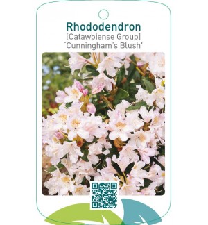 Rhododendron [Catawbiense Group] ‘Cunningham’s Blush’