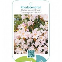 Rhododendron [Catawbiense Group] ‘Cunningham’s Blush’