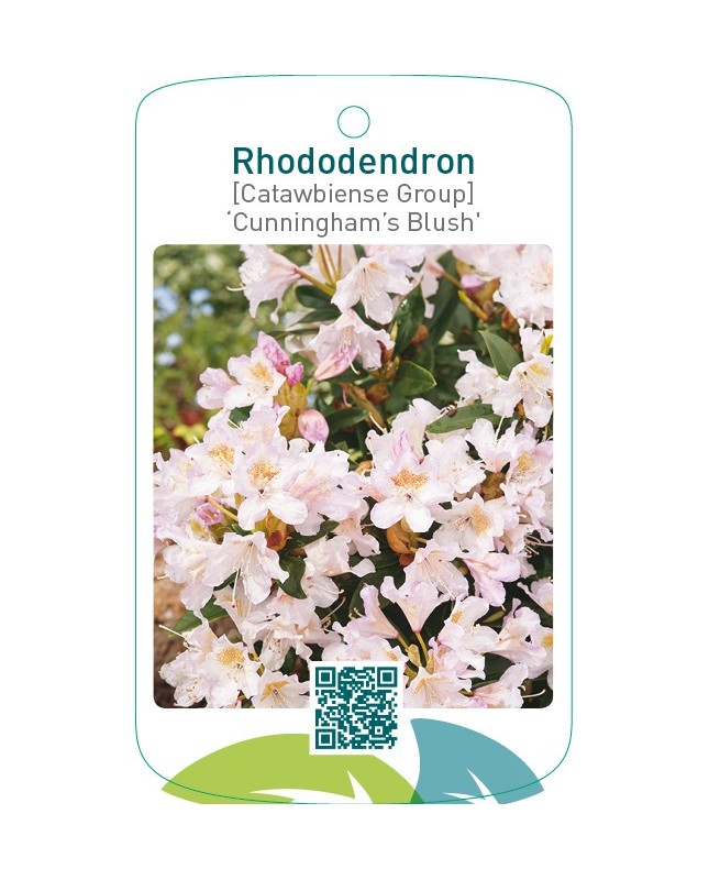 Rhododendron [Catawbiense Group] ‘Cunningham’s Blush’