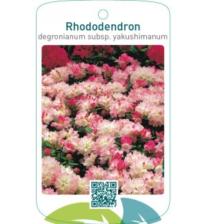 Rhododendron yakushimanum