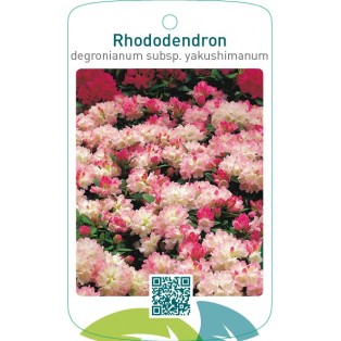 Rhododendron yakushimanum