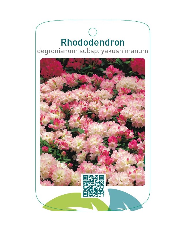 Rhododendron yakushimanum