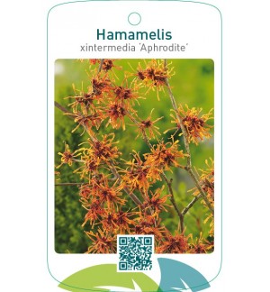 Hamamelis xintermedia ‘Aphrodite’
