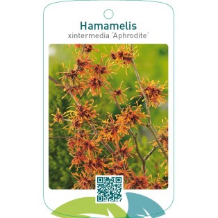 Hamamelis xintermedia ‘Aphrodite’