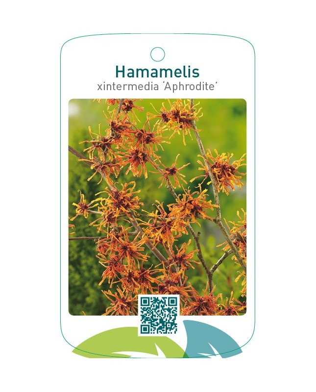 Hamamelis xintermedia ‘Aphrodite’