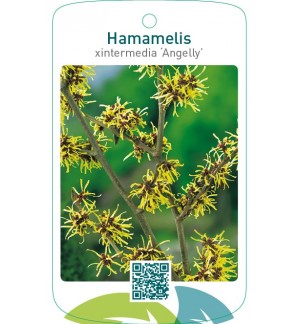 Hamamelis xintermedia ‘Angelly’