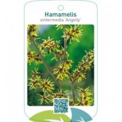 Hamamelis xintermedia ‘Angelly’
