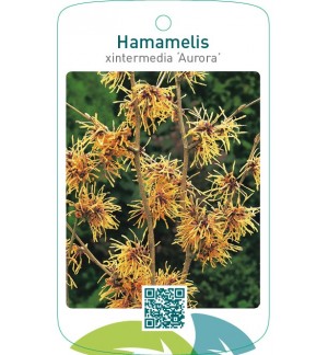 Hamamelis xintermedia ‘Aurora’