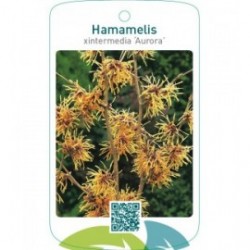 Hamamelis xintermedia ‘Aurora’